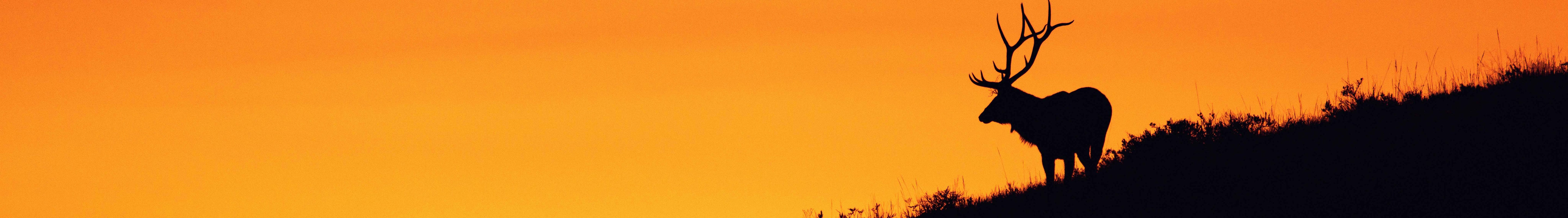 Elk silhouetted against a sunset on a hillside.