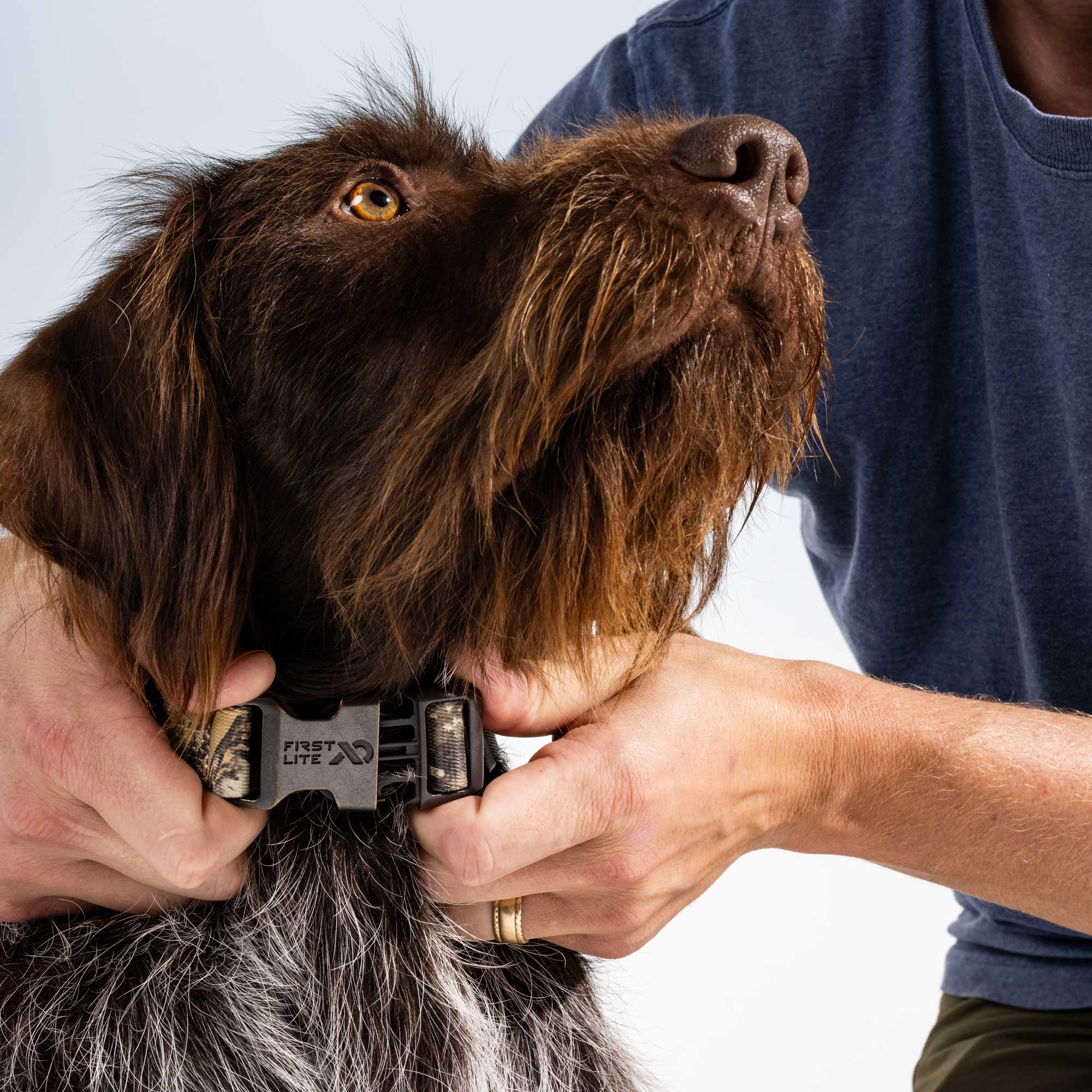 A close-up of a brown dog being fitted with a black and gray pet collar by a person wearing a blue shirt. The collar buckle has the brand name 'FIRST LITE' visible.