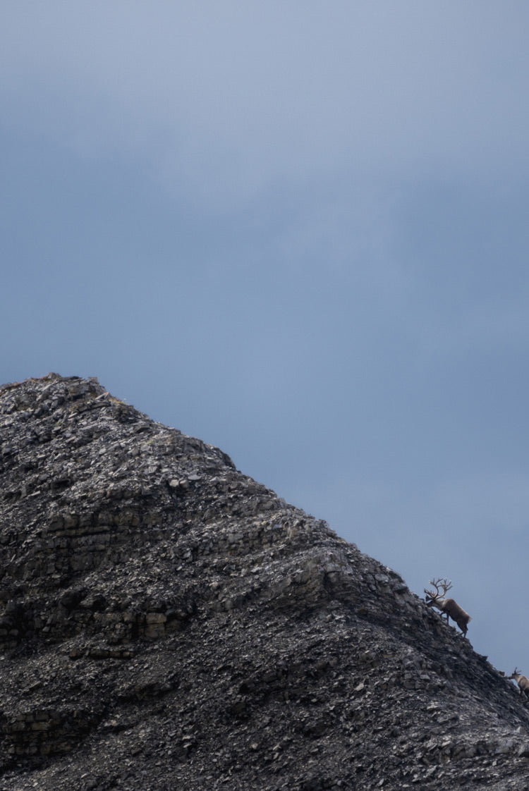 A close-up view of a caribou on a dark, rocky mountain slope under a cloudy blue sky.
