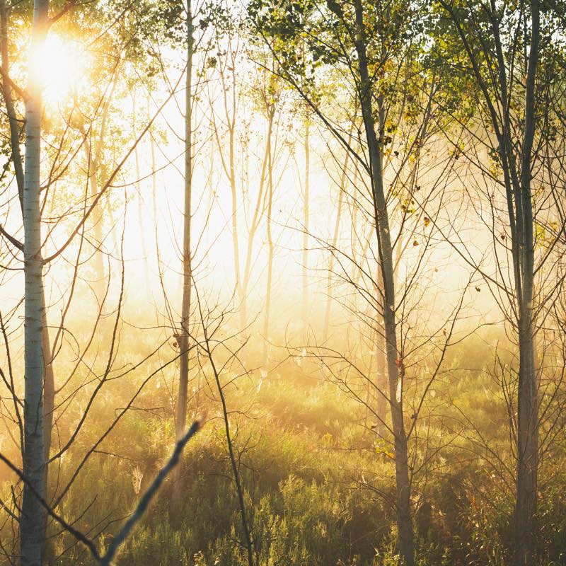 Golden misty forest with bright sun flare, slender trees, and green undergrowth.