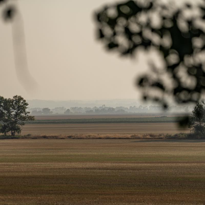Hazy brown & green fields, distant trees, with blurred foreground foliage.