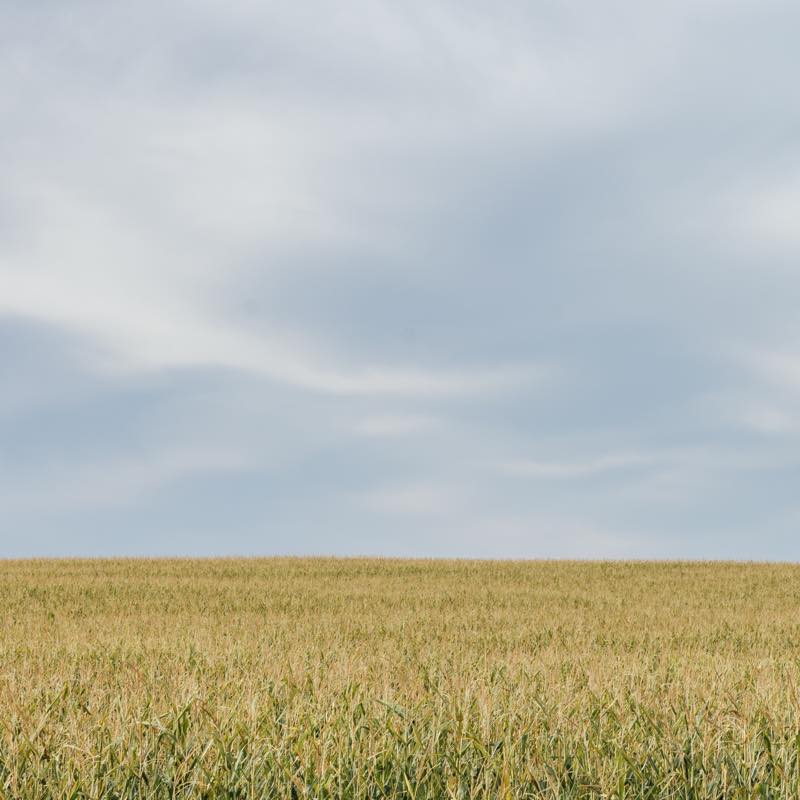 Golden-green cornfield stretching to the horizon under a cloudy sky.