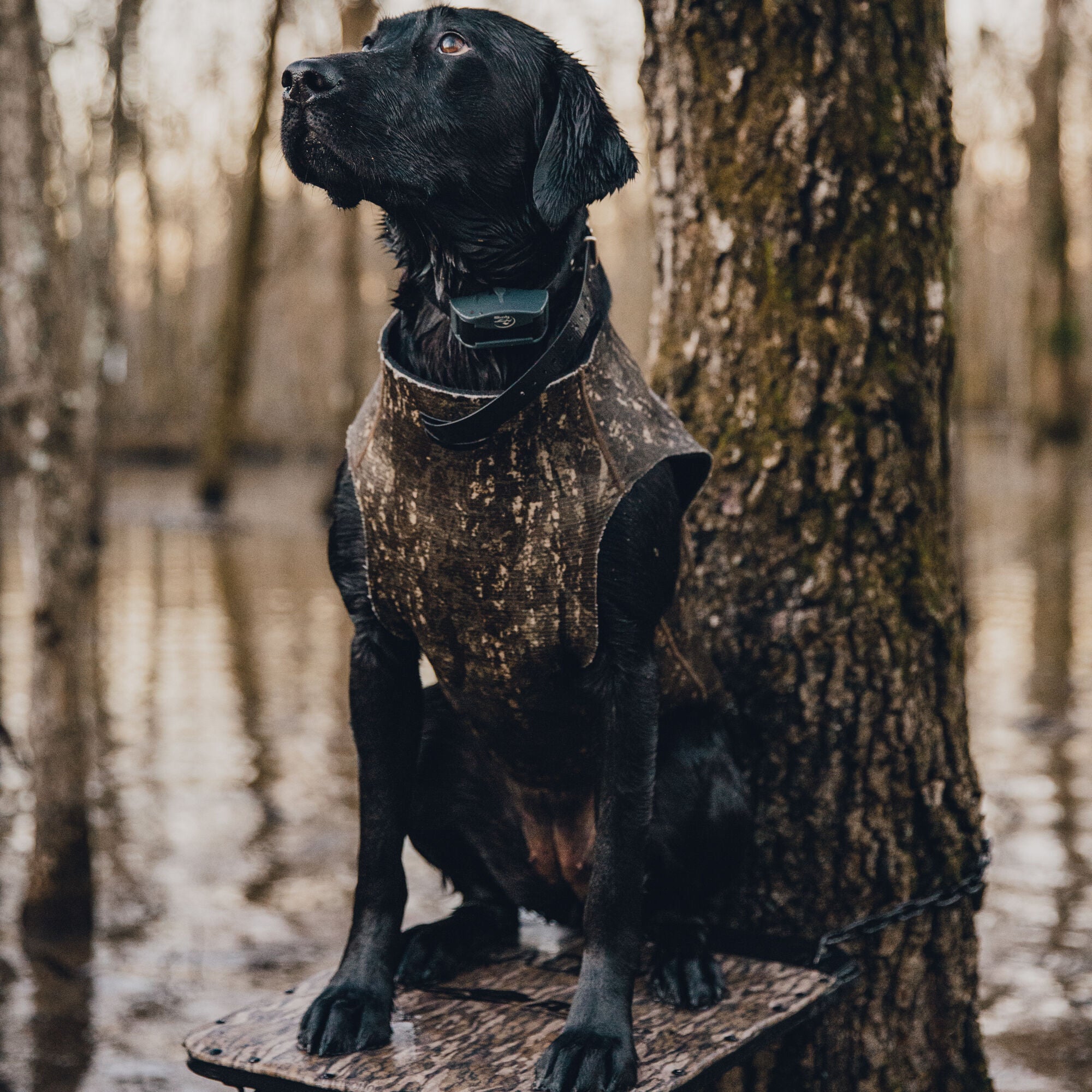 Tanglefree Dog Vest