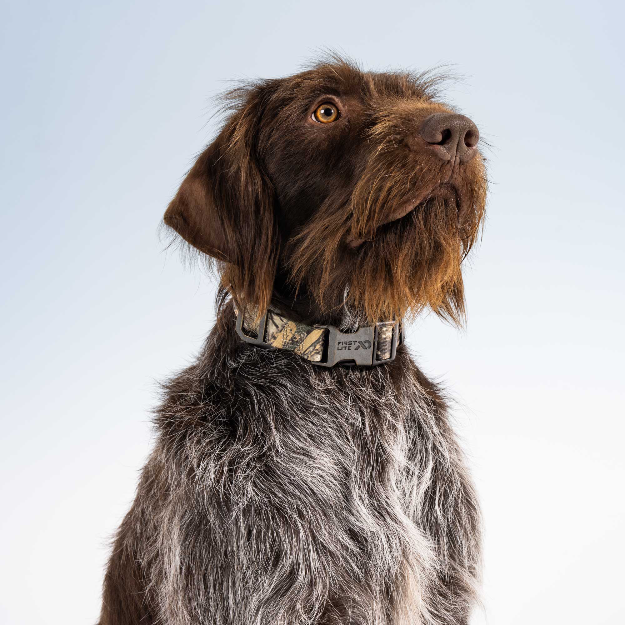 A close-up of a dog wearing a patterned collar against a light blue gradient background. The dog has brown and gray fur and is looking upward.