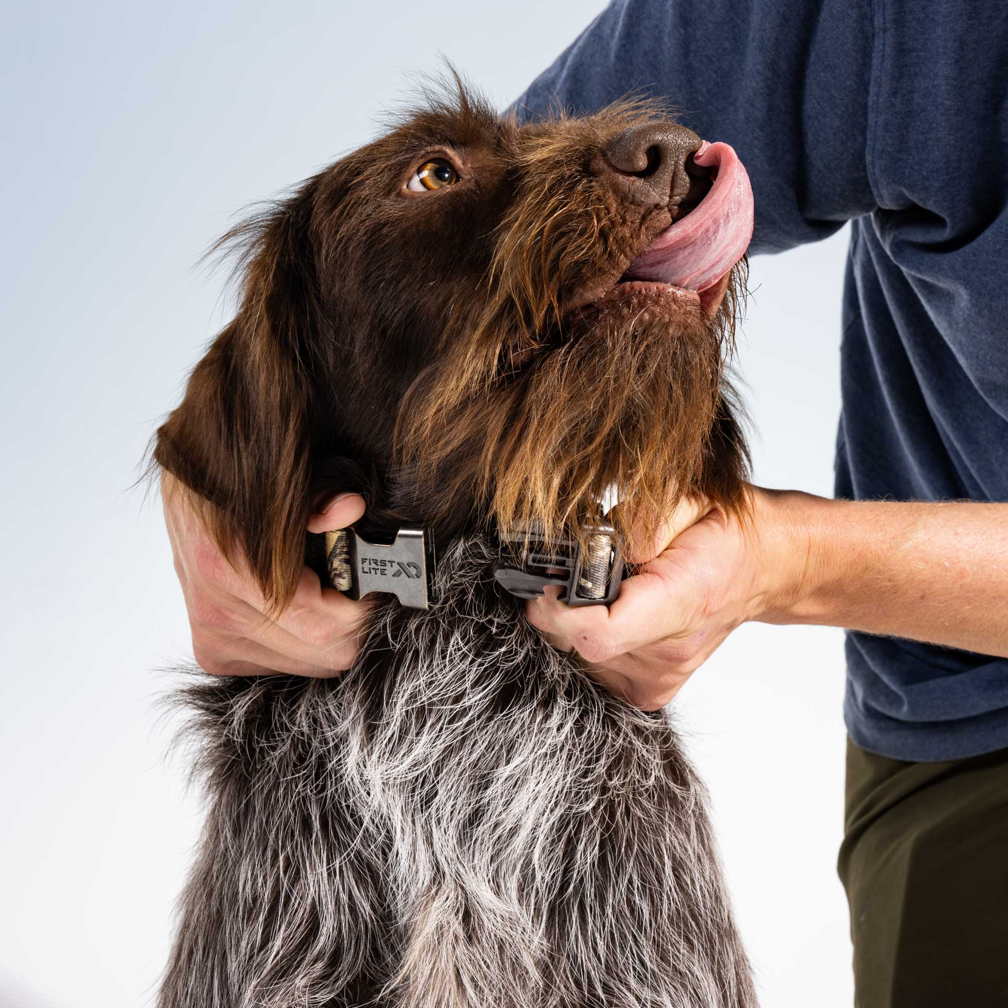 A close-up of a brown dog with a shaggy gray coat wearing a dog collar, with a person's hands adjusting the collar and holding the dog's head. The collar has a silver metal buckle with the brand name 'First Lite' visible.