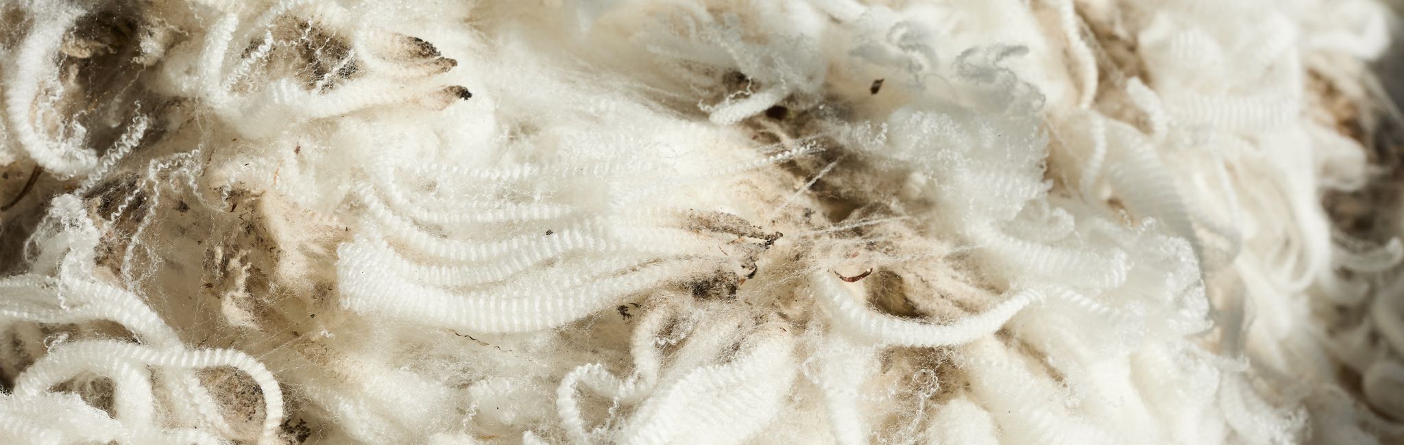 Raw, crimped white wool with visible lanolin and dirt.