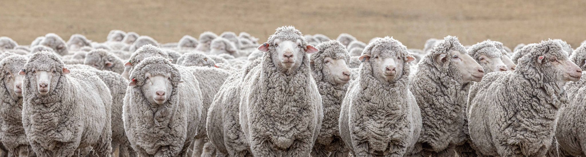 Flock of grey Merino sheep with dense, curly wool, pinkish-white faces, some with tags.
