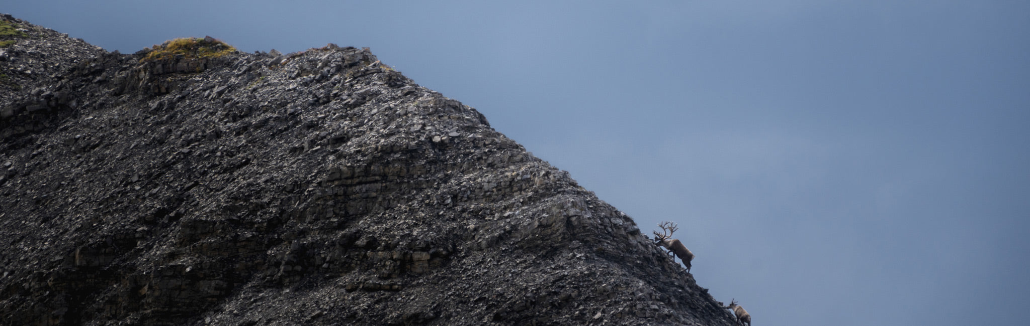 A close-up view of a caribou on a dark, rocky mountain slope under a cloudy blue sky.