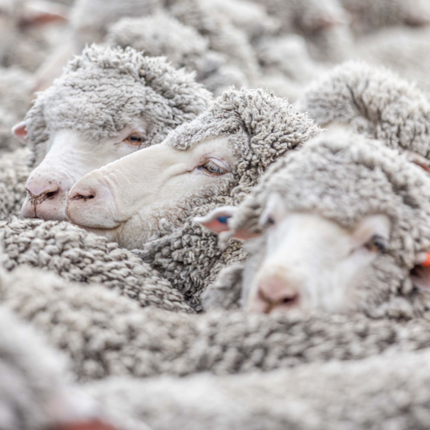 Close-up of off-white woolly sheep, some with blue and orange ear tags.