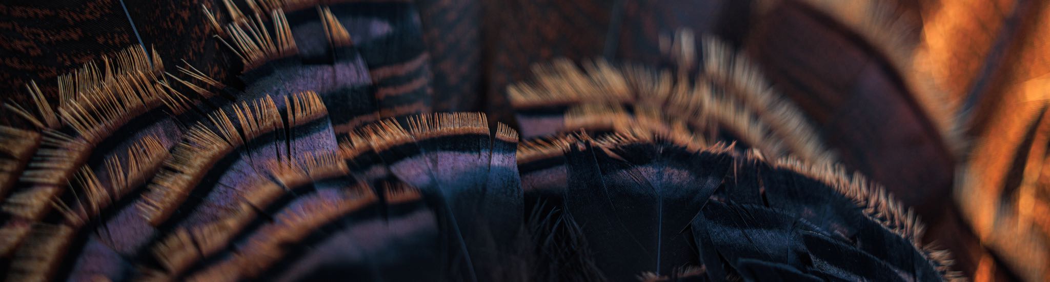 Close-up of brown, black, and iridescent purple feathers with layered texture.