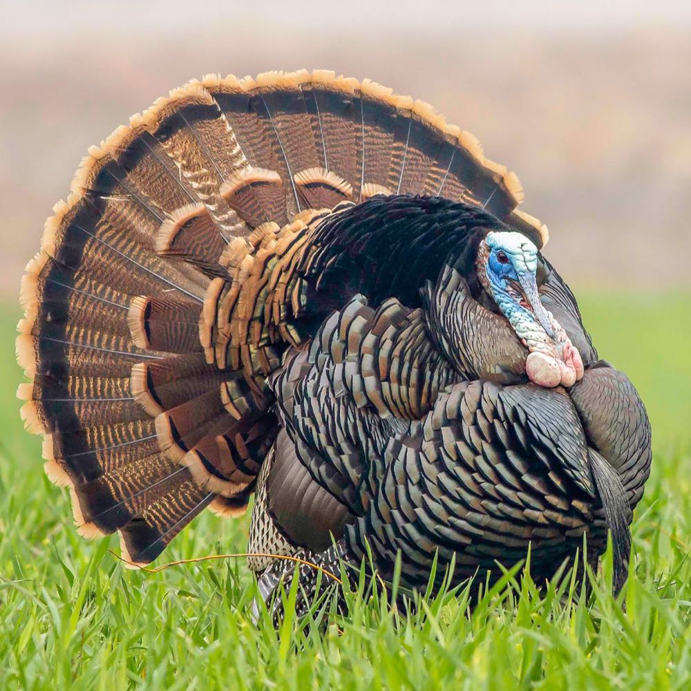 Male turkey displaying fanned brown tail, blue head, and red wattle.