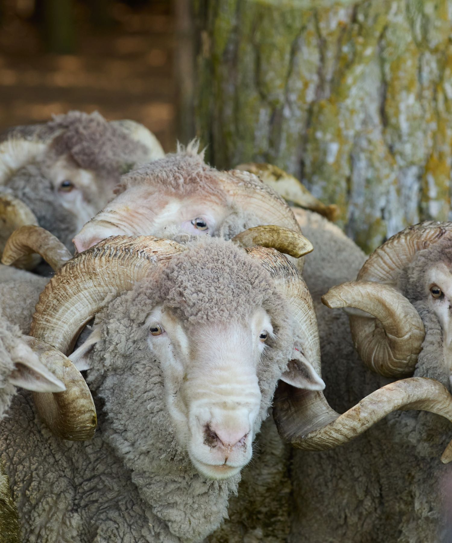 Multiple gray-white rams with thick wool and large, textured, curling horns.