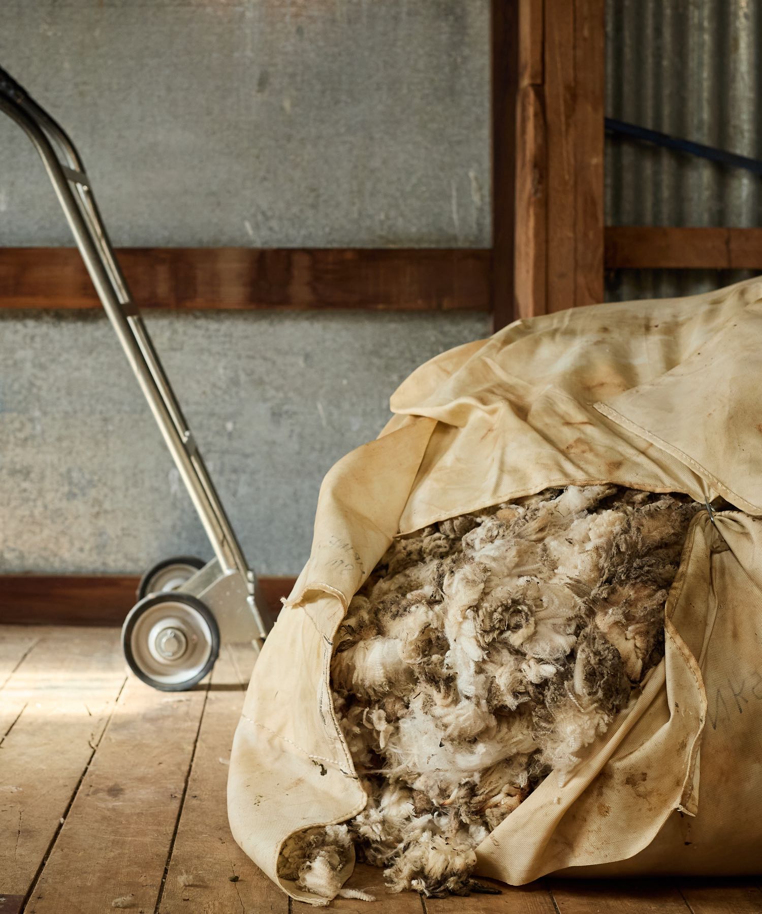 Dirty raw wool overflowing from a beige canvas bag, with a hand truck nearby.