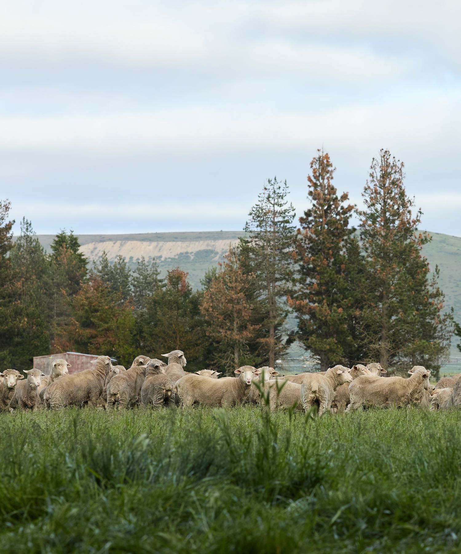 Flock of light-colored sheep in a green field with trees and hills under a cloudy sky.