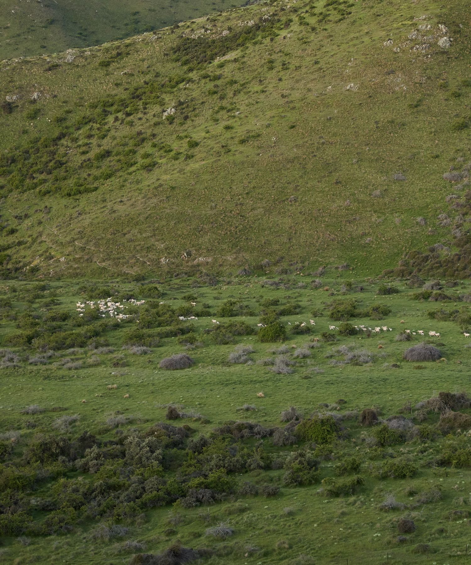 White sheep graze in a green, bushy valley with a large hill behind them.