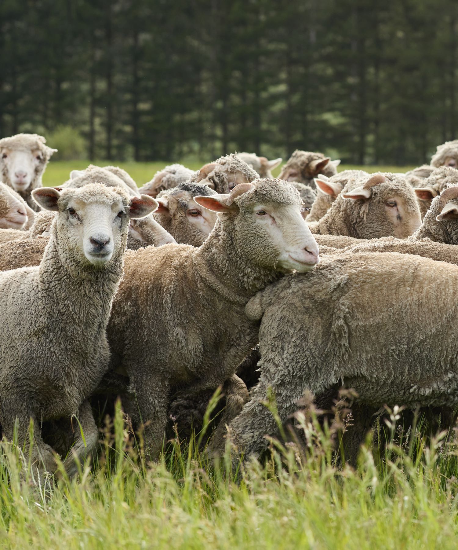 Flock of light brown sheep in a green field; one sheep faces the camera.