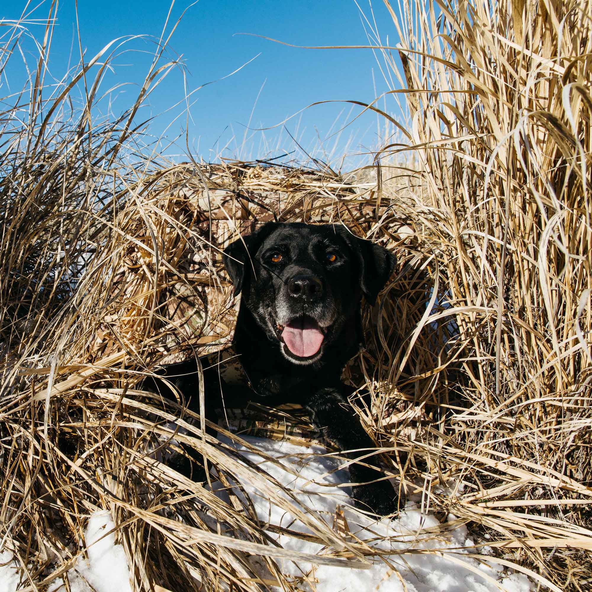 Dog blinds clearance