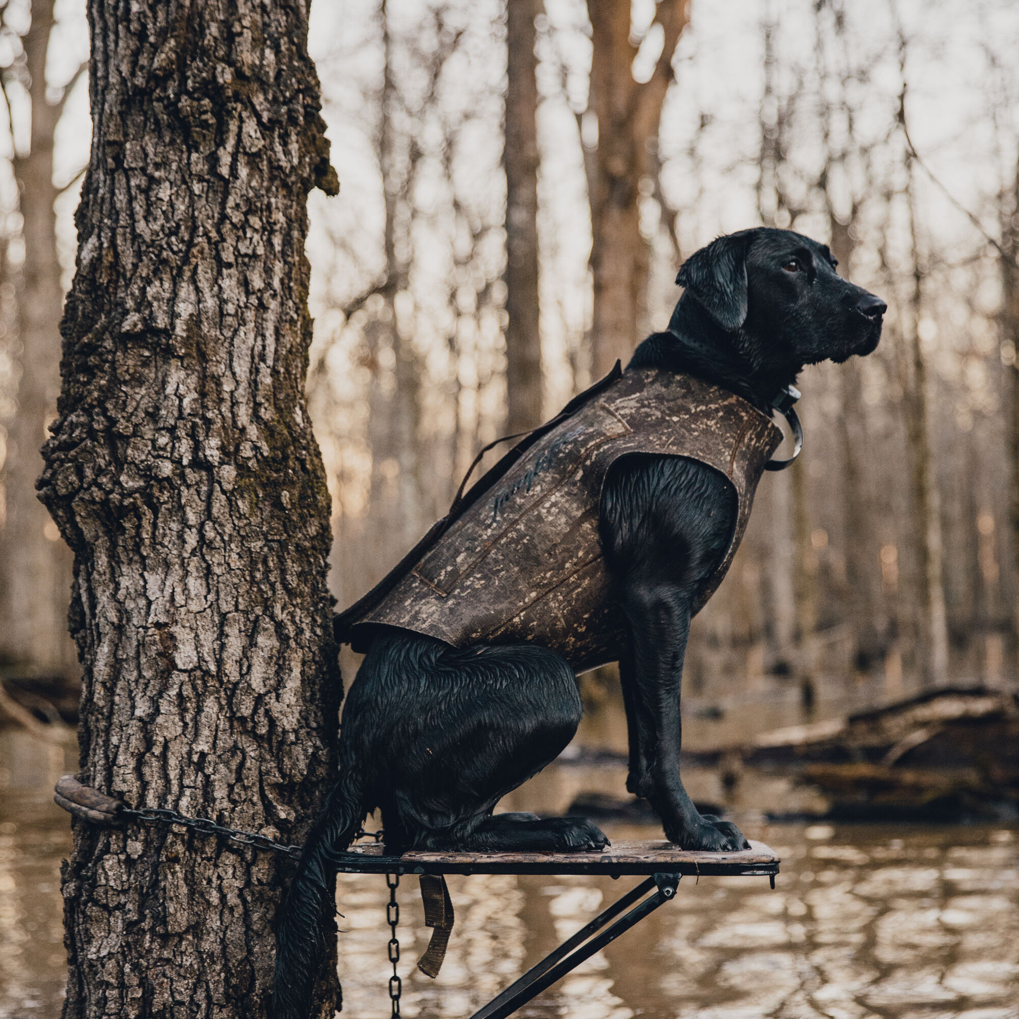 Dog neoprene 2025 hunting vest