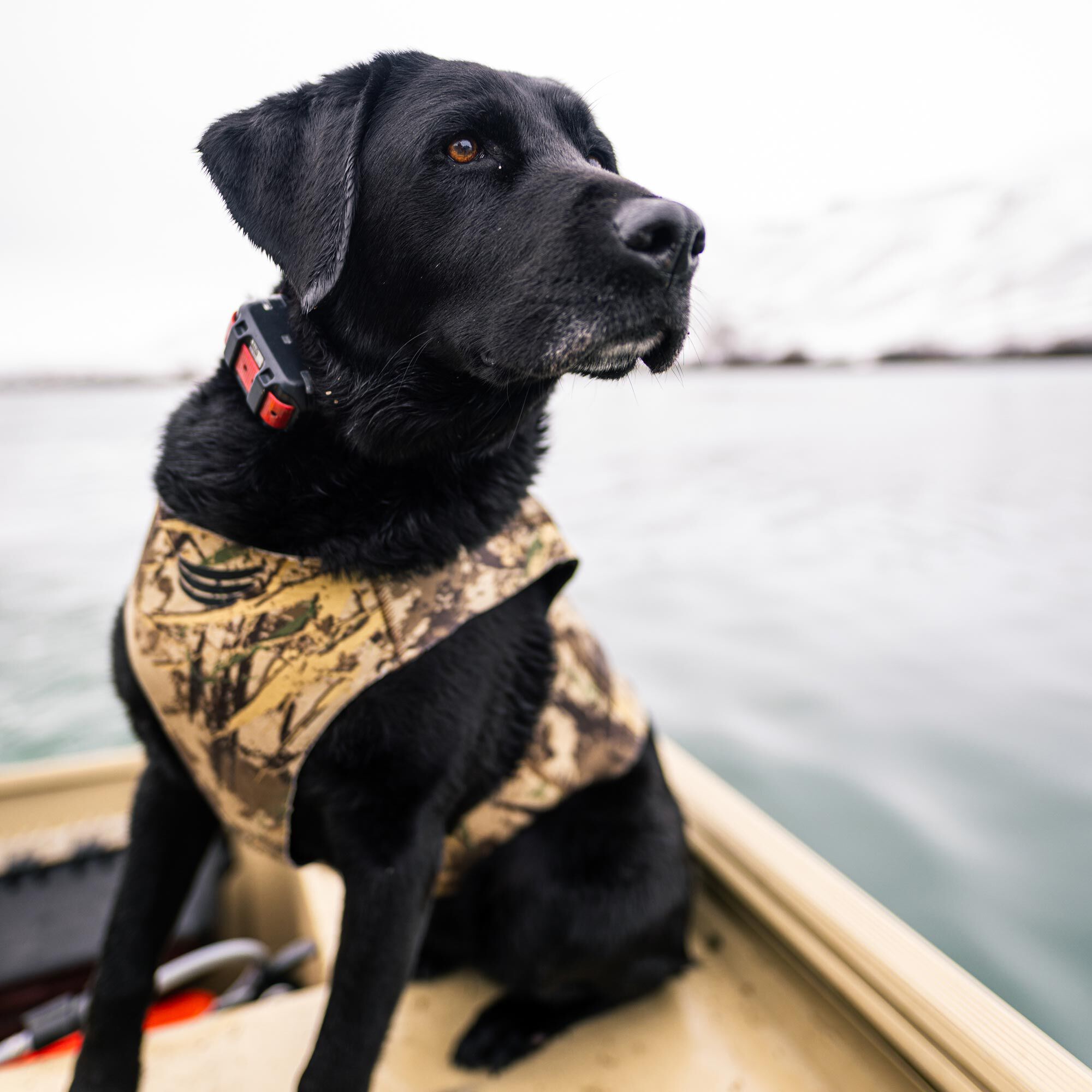 K9 vest for clearance dogs