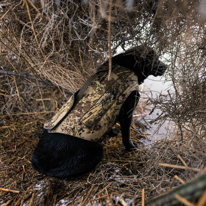 labrador retriever hunting vest